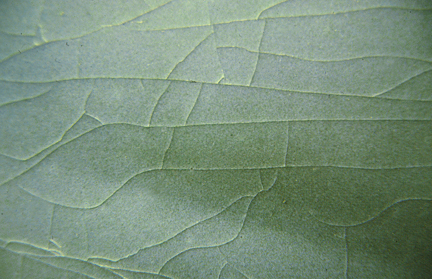 Celadon Close Up songrucicada647