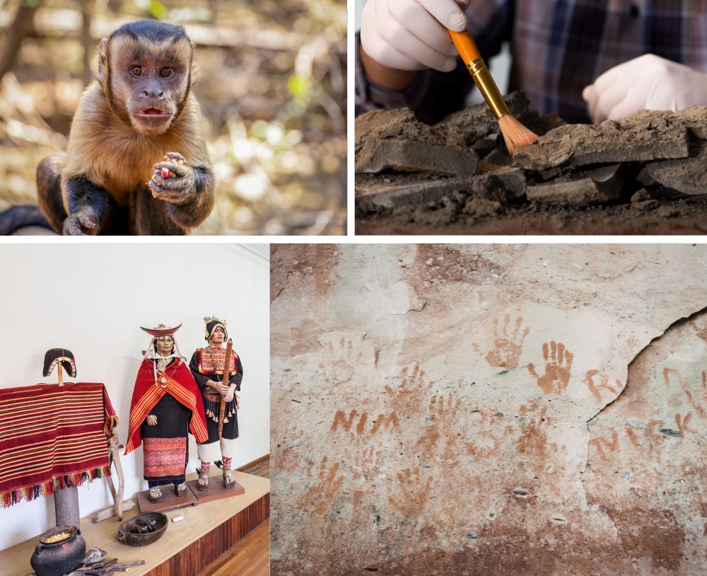 Collage of images featuring archeological excavations, close up of a capuchin monkey eating in the wild, the interior of the Museo Charcas in Sucre, Bolivia and ancient cave art.