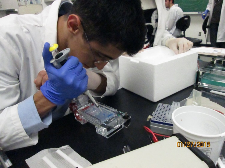 Biology undergraduate researching in lab