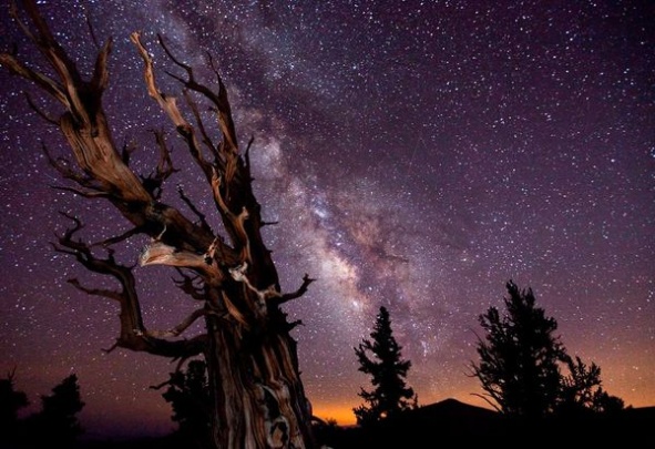 Astronomy Night Sky with Branch 