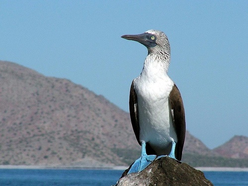 Blue Footed Bubi