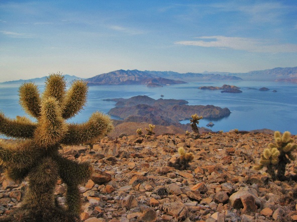 Cactus Volcano View