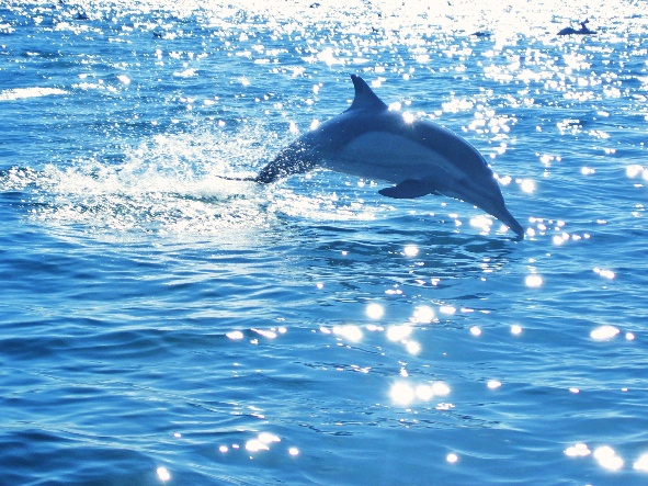 Dolphin Image