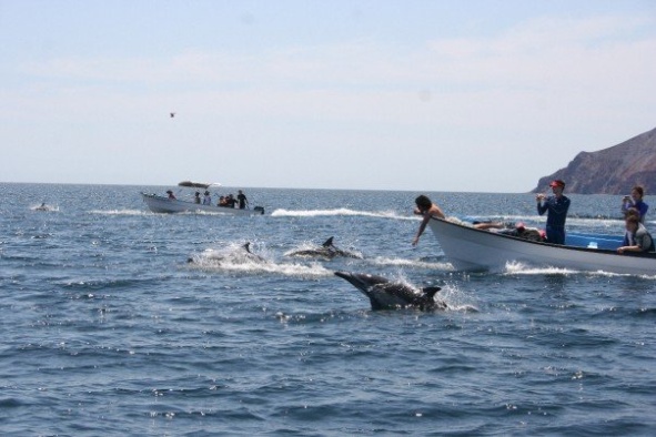 Class on boat discovering dolphins